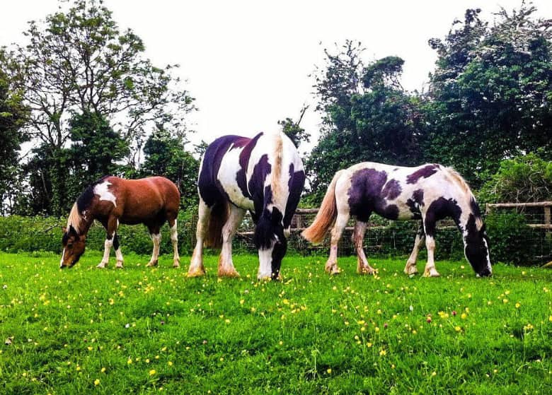 Bourton Vale Equestrian Centre Bourton-in-the-water Riding School