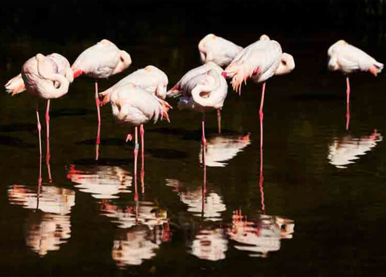 Bourton-on-the-Water Birdland Park & Gardens Flamingos