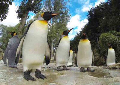 Birdland Park & Gardens